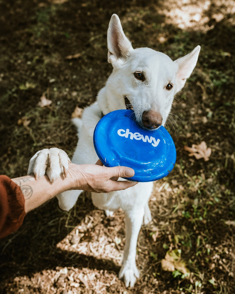 Before: source photo of a white dog holding a blue frisbee outdoors